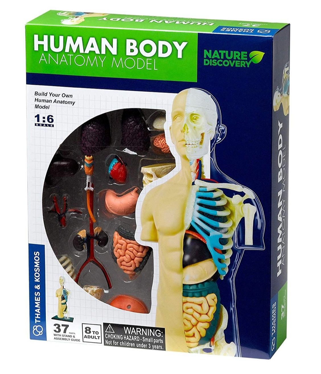 Anatomieset - Menselijk lichaam
