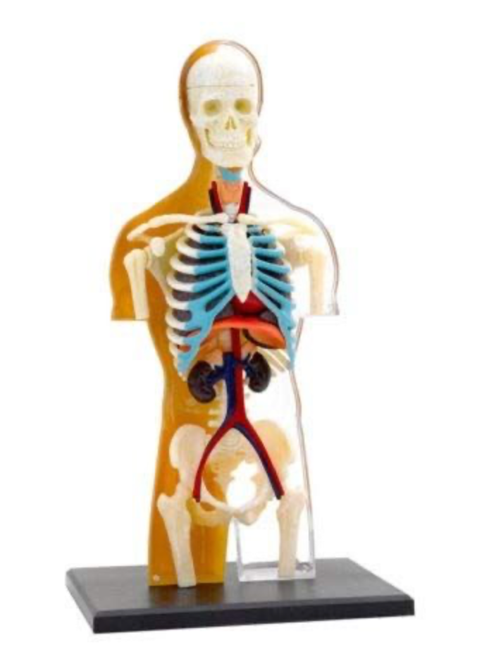 Anatomieset - Menselijk lichaam