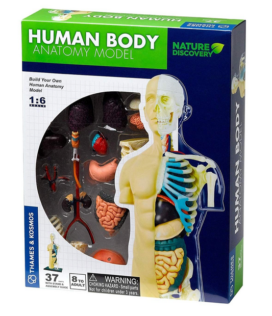 Anatomie-Set - Menschlicher Körper